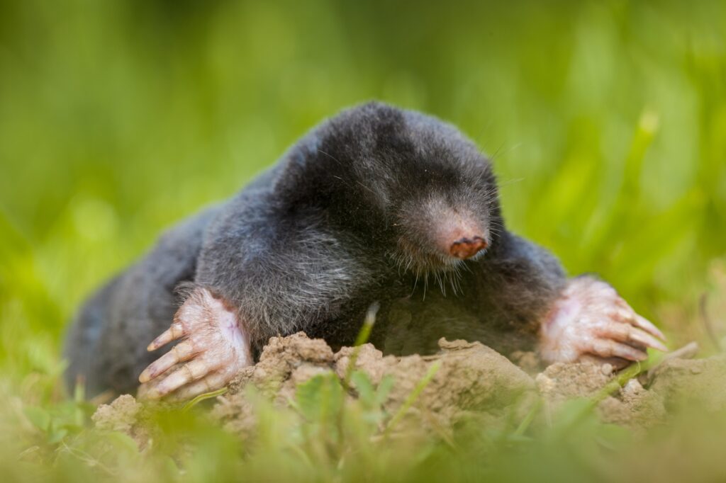Mole - Professional Control Services