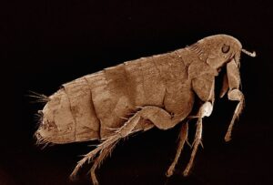 {{mpg_city}}, {{mpg_state_name}} Flea Extermination and Prevention